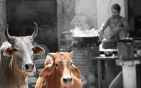 "Vaches sacrées"- Jodhpur, Inde.